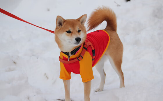 现代骑士的远征,当哈登刷新纪录在东方古国的回响