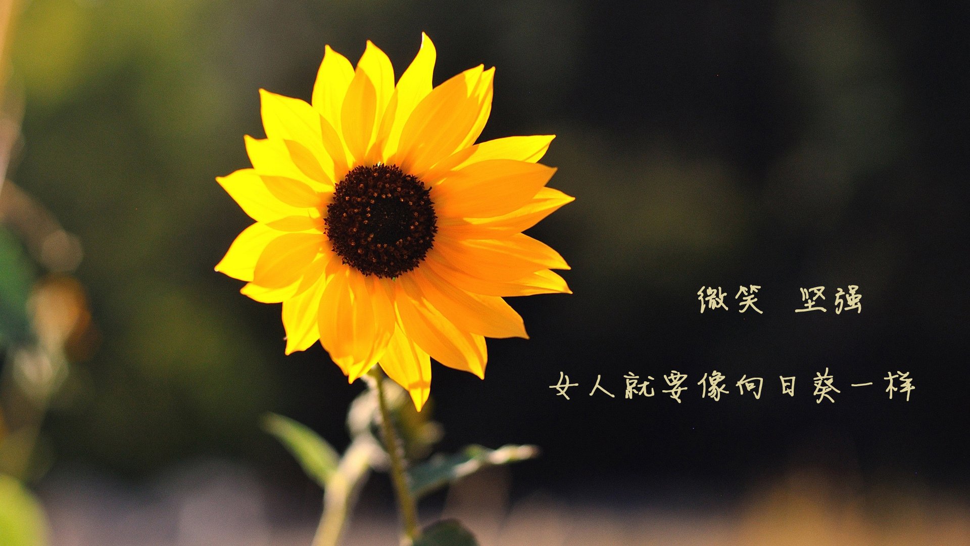 跨越半球的意外主角,卡塞米罗一锤定音,新西兰与埃及之战未战先熄