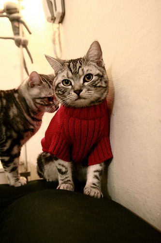 虚拟与现实的碰撞，美加墨世界杯荧幕惊现开拓者碾压辽宁队