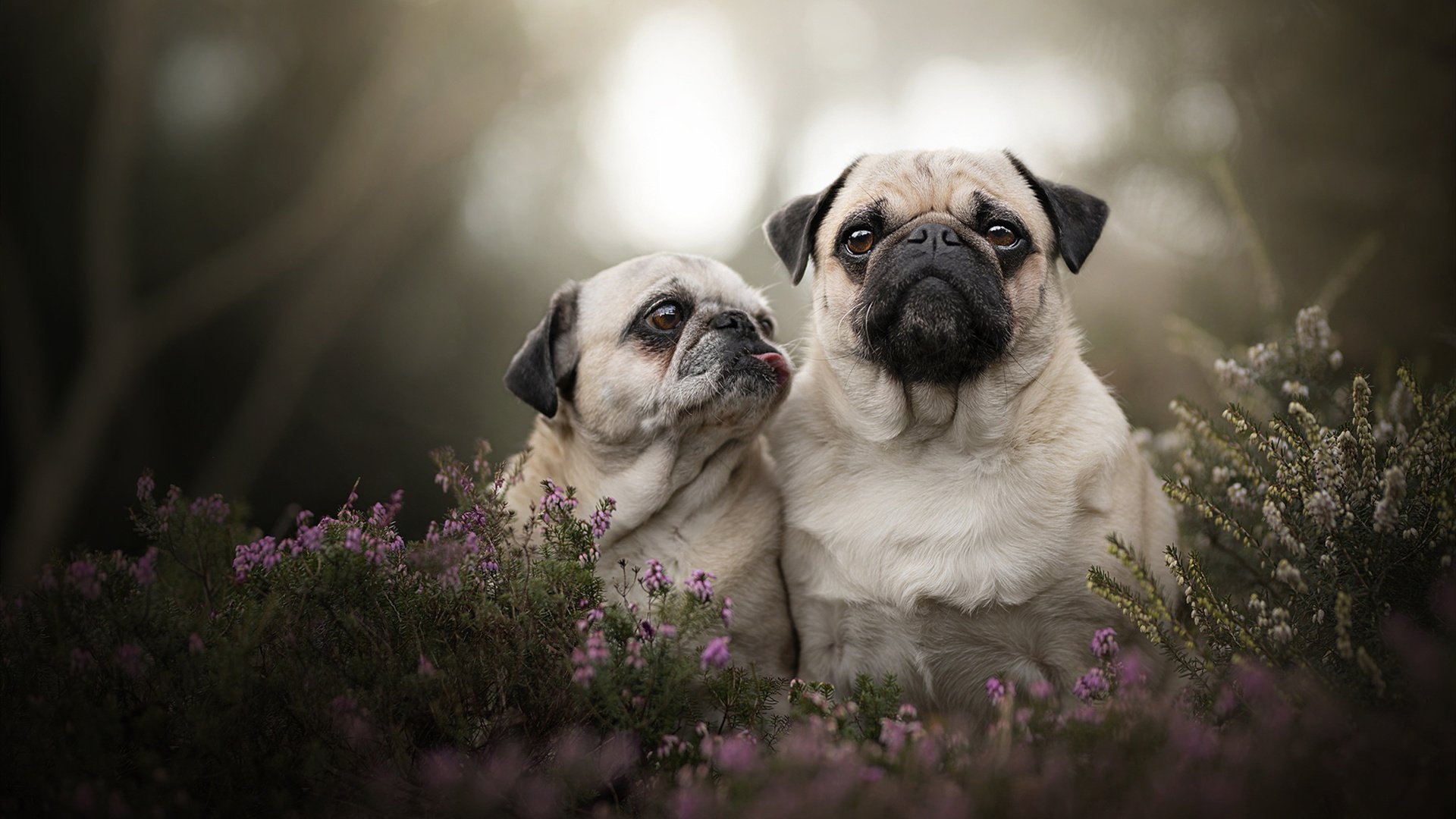 当篮球大脑降临绿茵场，哈利伯顿的助攻改写德甲冠军夜