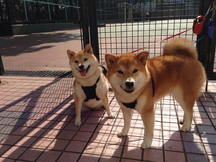 教科书级别的统治力!贝恩以一己之力定义意甲焦点战之夜