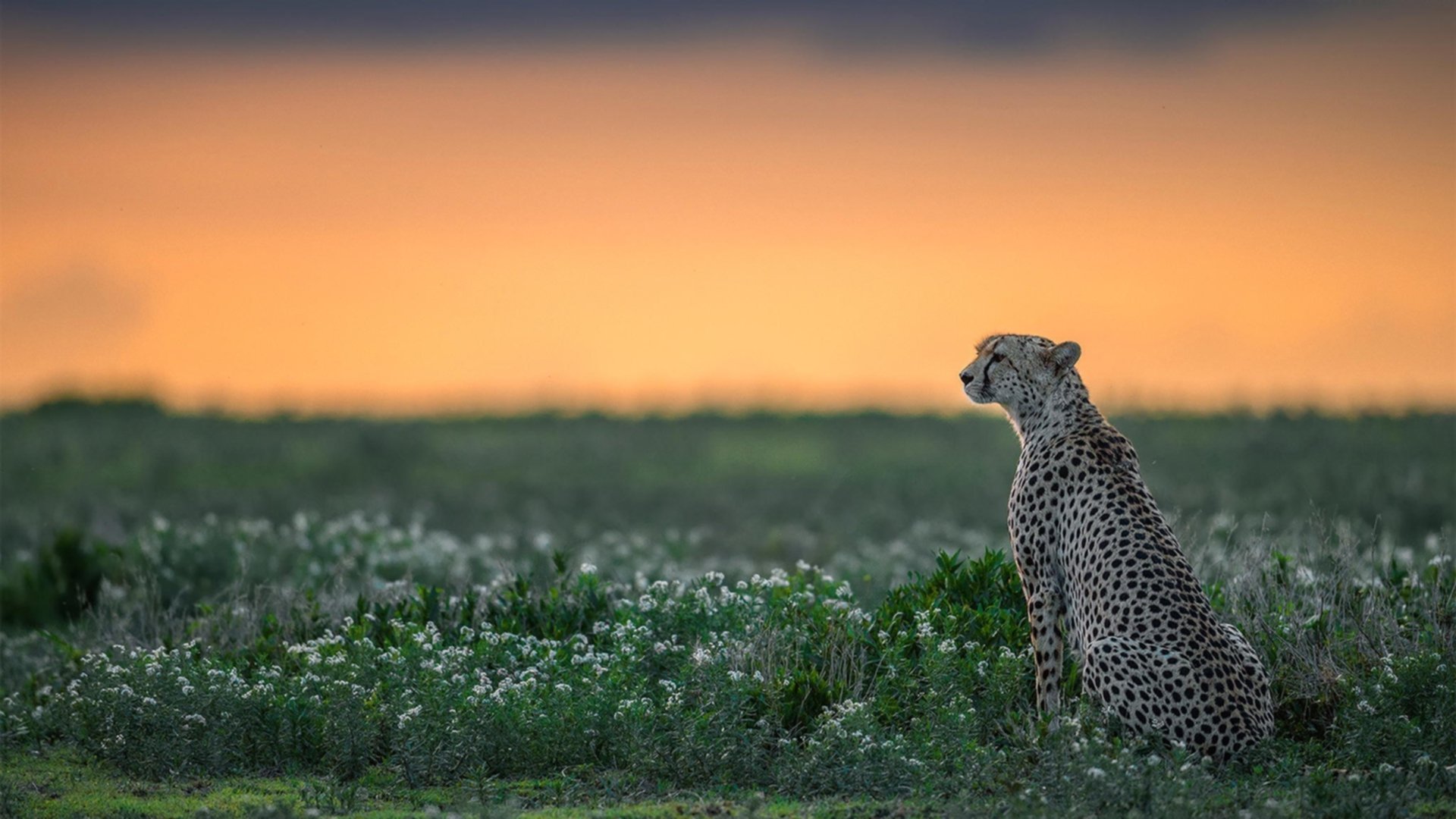 爱游戏体育-今夜，霍勒迪将名字写进叙事诗，猛龙以弱胜强，冻僵掘金高原神话