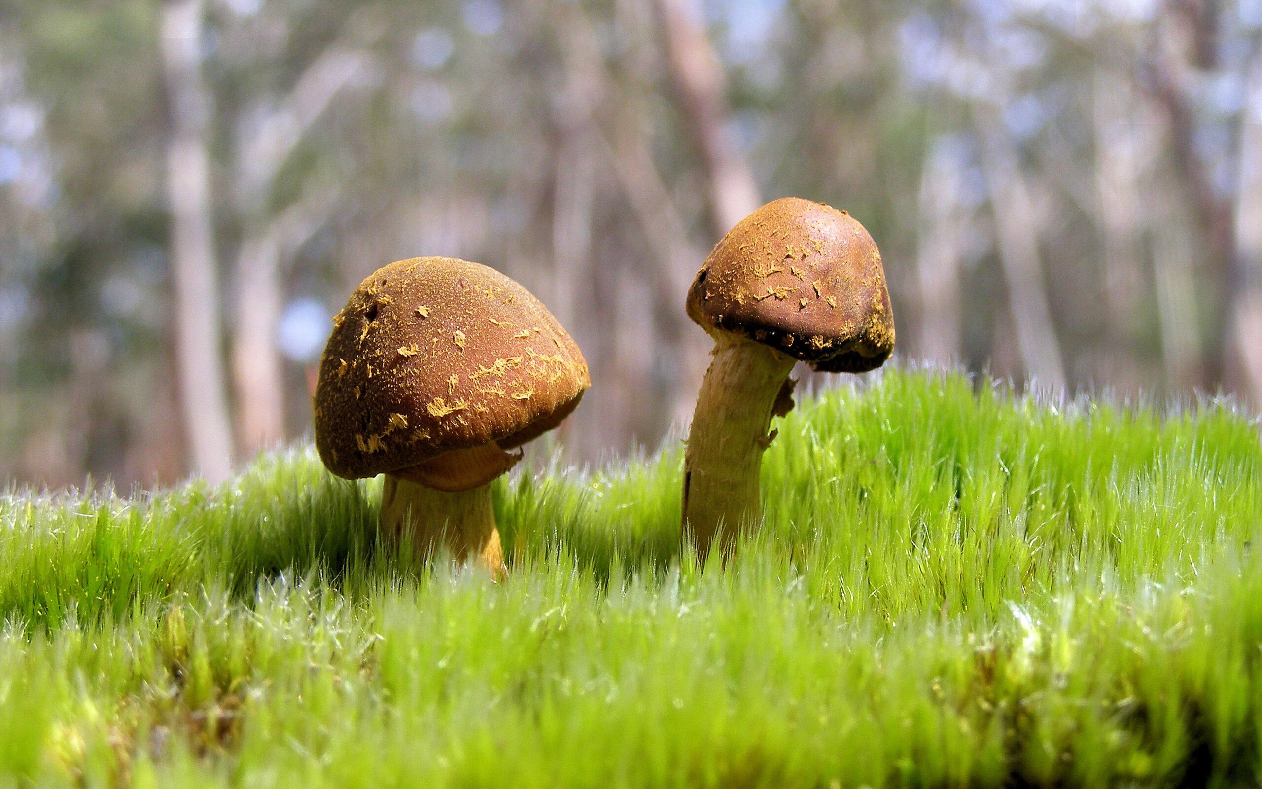 绿茵法则改写夜，当努涅斯化身法老利刃，埃及的铁幕何以全面笼罩沙特？