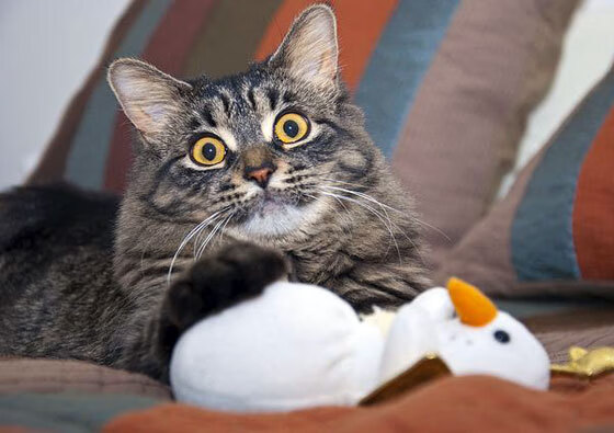 爱游戏官方-绿茵场与橄榄球场的交响，威尔士逆袭新西兰，若日尼奥欧冠谱写传奇