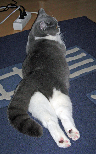 爱游戏官方入口-天使之翼划破蓝黑铁幕，迪马利亚的压制级演出如何定义比赛