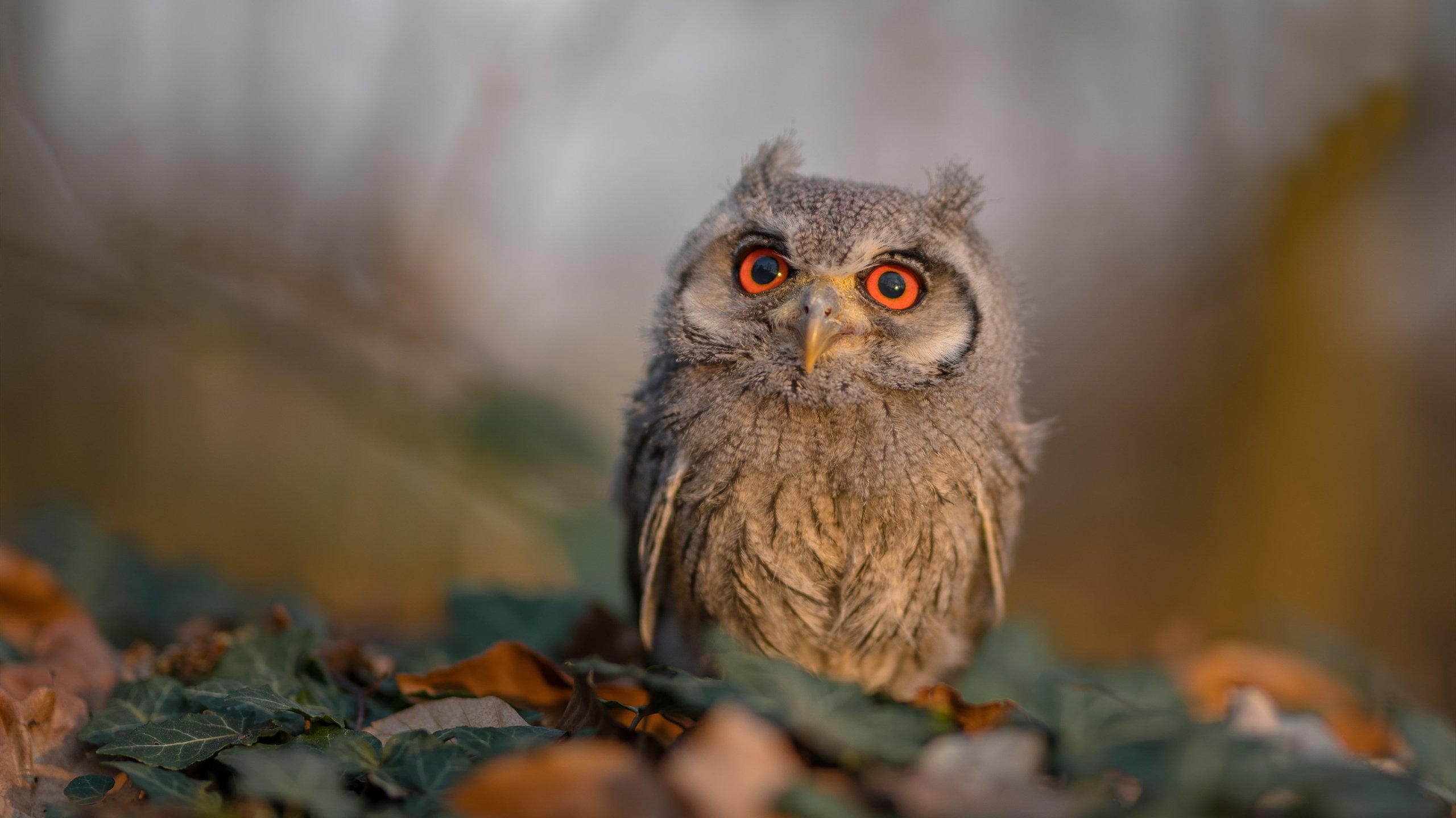 两个战场，一场加冕，哈登于无声处听惊雷