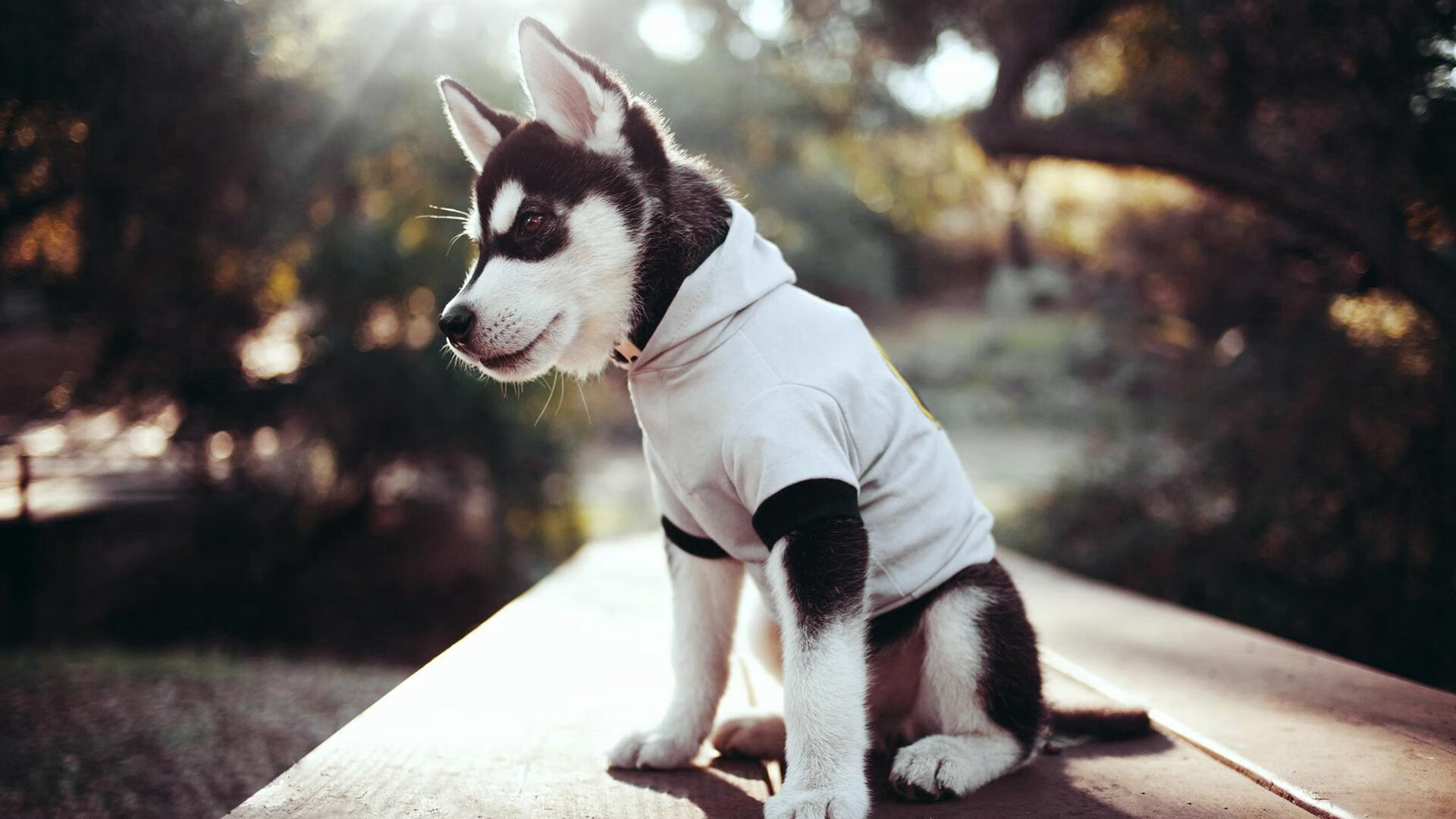 无声锁链，总决赛之夜，阿尔瓦雷斯铸就的防守叹息之墙