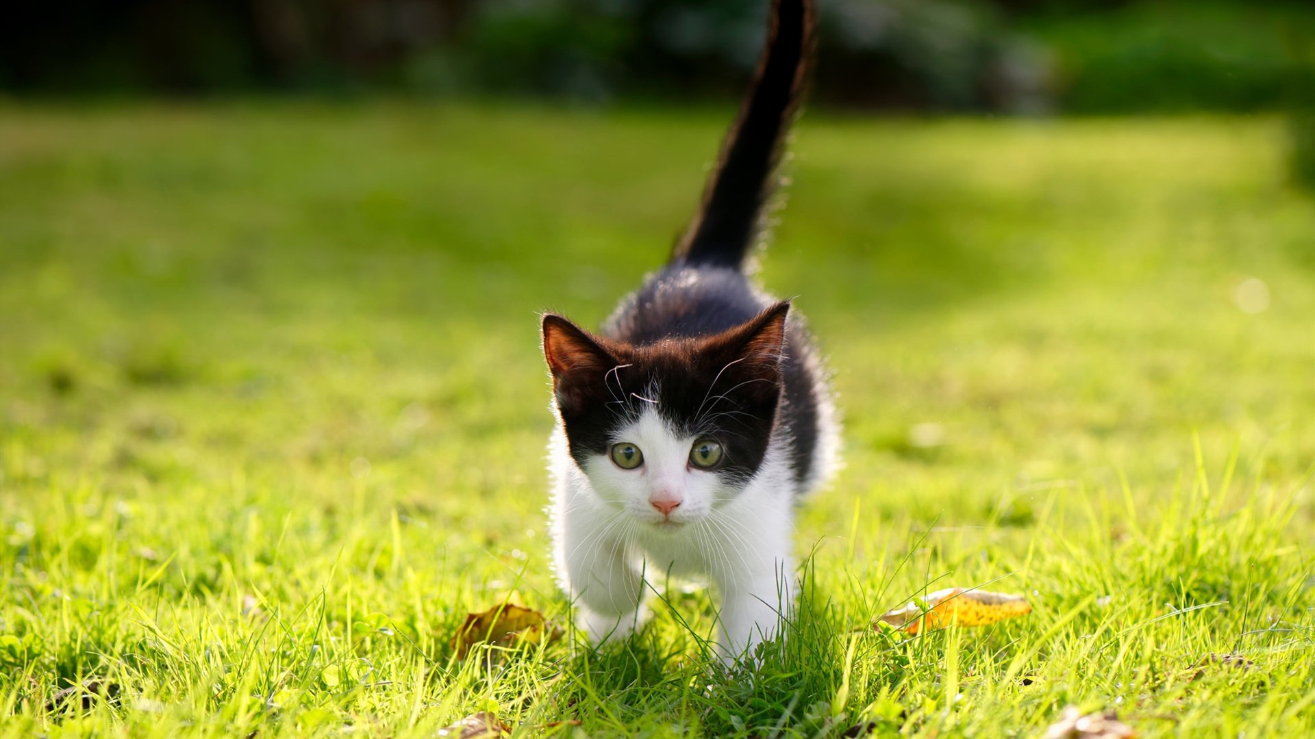 拉梅洛的华丽与东契奇的冷酷，双星映照下的决胜局英雄主义