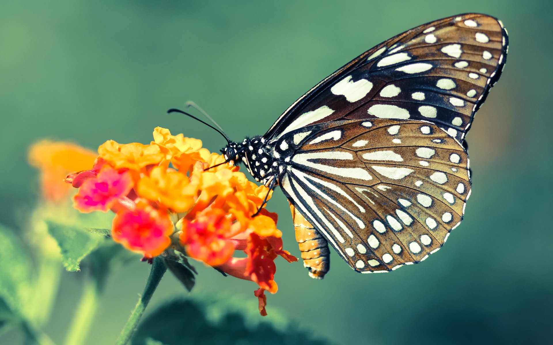 火箭一波带走篮网，切特的成长与2026世界杯接管比赛的伏笔