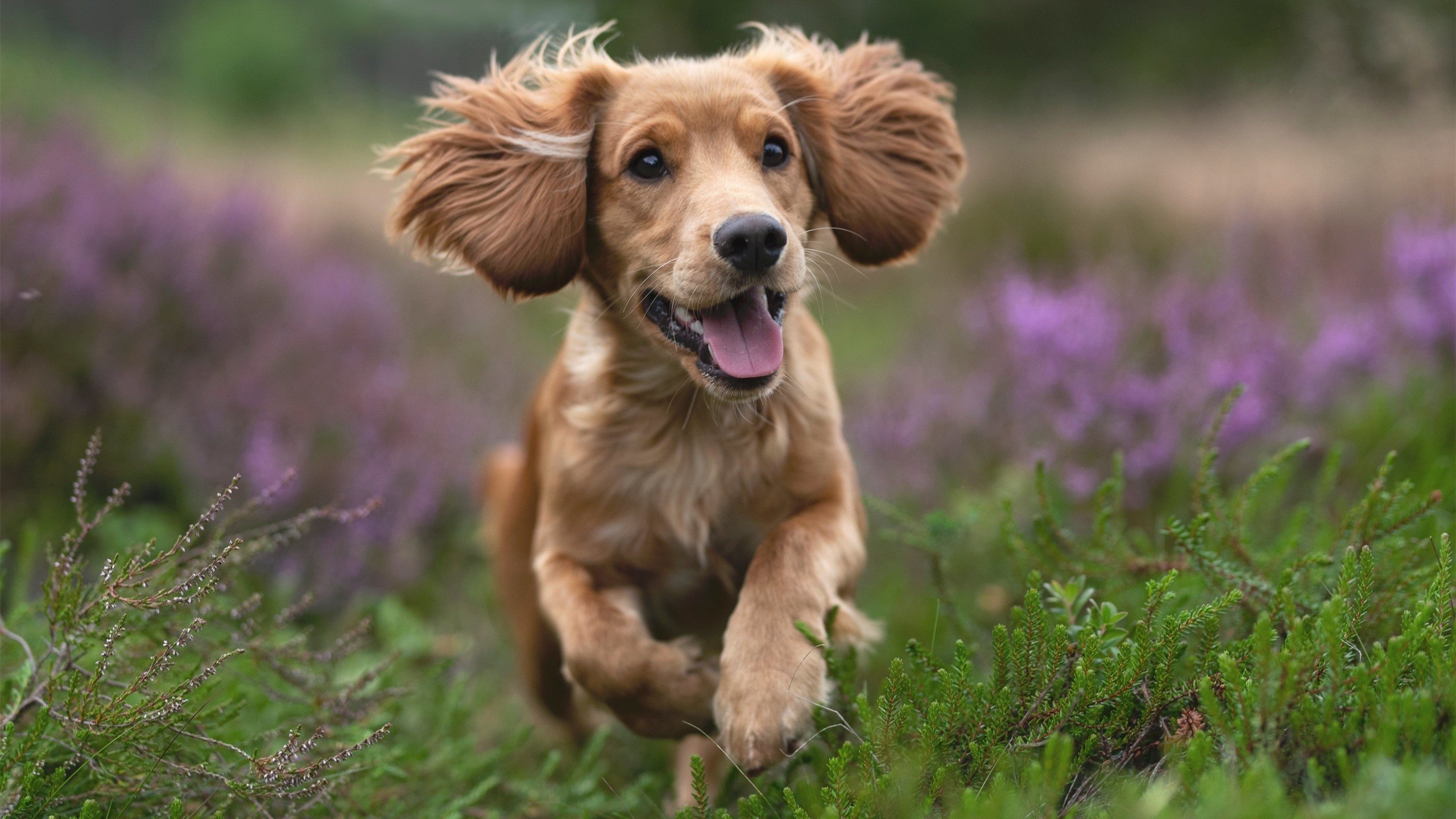 曼城对阵喀麦隆,凯塞多的无解魔法,改写足球梦幻对决