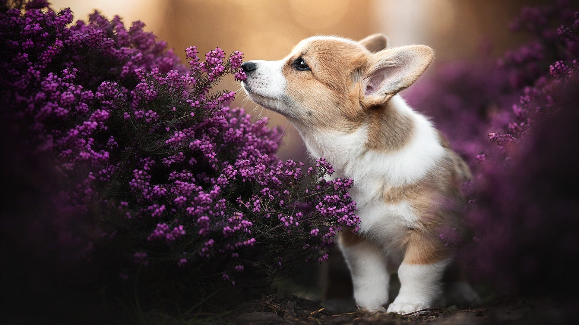爱游戏大厅-关键先生英格拉姆发威，广厦队稳扎稳打力克辽宁豪取关键胜利