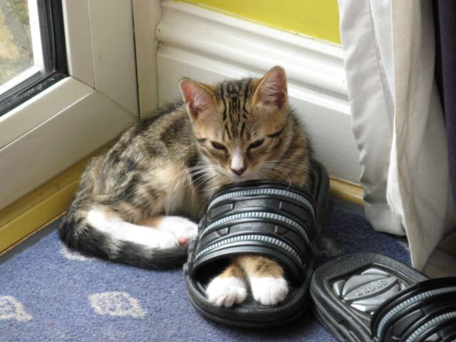 跨越球类的决胜时刻,东决与葡秘之战的唯一性启示